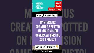 Bristol Zoo Needs Help Identifying Mysterious Creature shorts foryou mystery bristol creature [upl. by Derril]