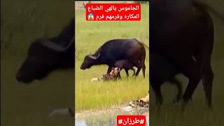 الجاموس يالهي وخدعهم الضباع المكاره وفرمهم فرم shorts [upl. by Esej]