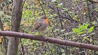 20241110 LJUBLJANA Grajska planota PASSERIFORMES Erithacus rubecula TAŠČICA [upl. by Eirod580]