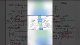 Malate Aspartate Shuttlegluconeogenesis shuttlesofNADH ytshortsbiochemistrynotesviralvideo [upl. by Berton563]