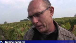 French vineyard turns to pensioner pickers [upl. by Lecrad]