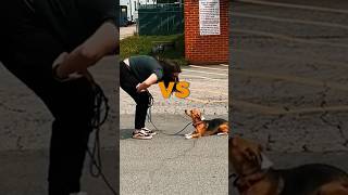 10MonthOld Beagle Franky’s Incredible Transformation  Off Leash K9 Board and Train Program [upl. by Rovert766]