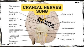 Cranial Nerves Song  Study Songz  Memorize the 12 Cranial Nerves Easily [upl. by Nirrok]