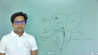 BODY FLUIDS AND CIRCULATION PART4 11TH BIOLOGY NCERT FOR NEET [upl. by Spaulding]