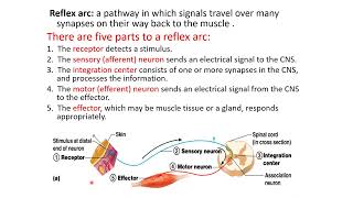 Lecture 4 part 3 Neurons synapses reflexes and impulse with action potential [upl. by Adalbert]