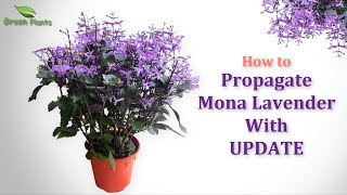 How to Propagate Purple Flower Plant quotMona Lavenderquot or quotPlectranthusquot WITH UPDATE GREEN PLANTS [upl. by Arimlede358]