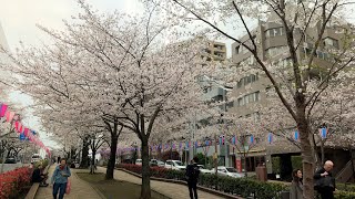 Japan Kanto Tokyo Bunkyo City Harimazaka Roadside Somei Yoshino Ukon Sakura Tree [upl. by Gem]