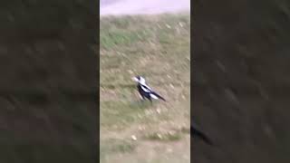 Magpie youdonthavetosayyouloveme musicgenre music nature [upl. by Fernandes]