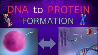 DNA to PROTEIN FORMATION  3D ANIMATION VIDEO [upl. by Kaden]