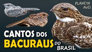 CANTOS dos BACURAUS e URUTAUS do BRASIL  AVES NOTURNAS  Cantos Planeta Aves [upl. by Jennee990]