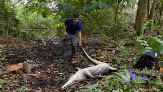 The Den of Spearhead Snakes  Costa Rica [upl. by Polito]