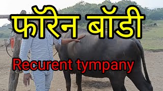 foran body recurent tympany in cow is Buffalo buffal medicalprocedure shortsvideo cow [upl. by Natie522]