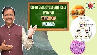 Meiosis  Ch10 Cell Cycle and Cell Division  Class 11  NEET  CBSE  Bio by Gulab Sir [upl. by Lizabeth]