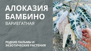 Алоказия бамбино • обзор растения [upl. by Bekha]