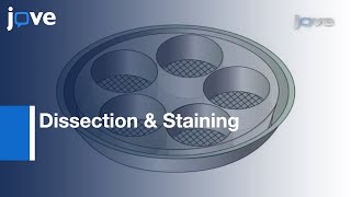 Dissection amp Staining Of Drosophila Larval Ovaries l Protocol Preview [upl. by Adnovad233]