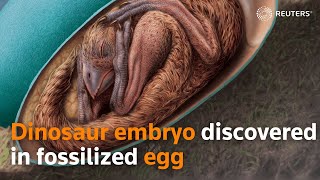 Dinosaur embryo discovered in fossilized egg [upl. by Ellenig]