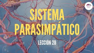 28 SISTEMA PARASIMPÁTICO FISIOLOGÍA DEL SISTEMA NERVIOSO [upl. by Turner]