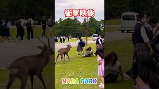 【衝撃映像】奈良公園🦌 [upl. by Warford]