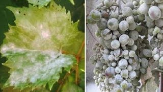 Prevent amp Treat Powdery Mildew in grape [upl. by Atilam236]