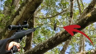 CAZA de PALOMAS TORCAZA con rifle de aire comprimido GAMO [upl. by Minne437]