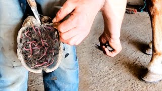 4K Hoof Maintenance Effective Cleaning and Injury Care [upl. by Nahoj104]