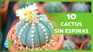 10 TIPOS de CACTUS SIN ESPINAS 🌵 Nombres y Características [upl. by Ewell]