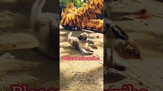 puppie playing video puppies funny videosdog lover shahzad caring for animal TBR [upl. by Mafalda]