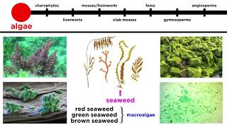 Overview of Plant Classification Vascular and Nonvascular Plants [upl. by Hesler938]