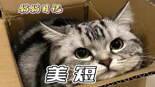 养个美短吧～咱也来个猫狗双全！ [upl. by Harmony]