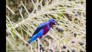 Banded Cotinga  Crejoá  Cotinga Maculata [upl. by Snook]