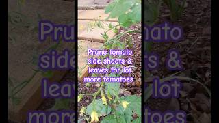 Gardening tips 14  Trim tomato plant to produce more tomatoes tomato growyourown gardening [upl. by Pitt]