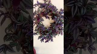 Tradescantia zebrinabeautifulflower🌼🌼gardeningvideoyoutubeviralshorts [upl. by Mcferren454]