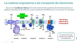 Fosforilación oxidativa [upl. by Shauna]