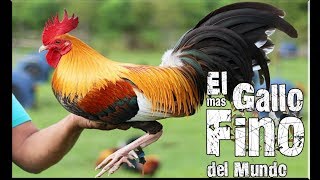 El gallo mas Fino del mundo [upl. by Nessim978]