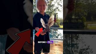 The largest moth in North America  Cecropia moth wildlife animals nature [upl. by Ahcas]