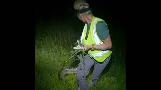 Catching Invasive Pythons [upl. by Mackintosh]