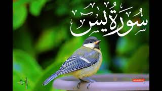 Surah Yaseen full arabic  surah yaseen compleat [upl. by Ahsieat658]