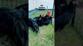 Onagadori chicken pets petsvlog petlover pet petlovers birds birdslover pigeonbreed [upl. by Roberta605]