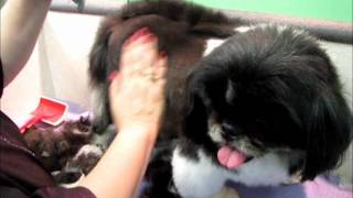 Clipping a Pekingese [upl. by Anisah859]