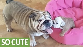 Bulldog mom preciously entertains her puppy [upl. by Ynetruoc]