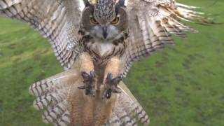 Eagle owl in flight high speed camera AMAZING slow motion camera [upl. by Elexa873]