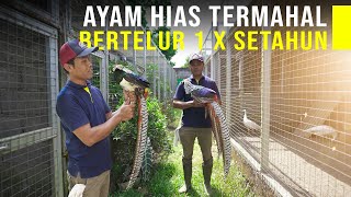 Cerita sukses ternak ayam pheasant berbulu eksotis Jualnya mudah dan harga selangit [upl. by Madeleine296]