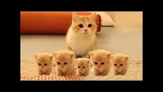 So many cute kittens videos compilation 2023 [upl. by Areema783]