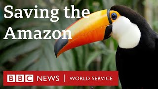 Why are we failing to protect the Amazon rainforest  The Climate Question BBC World Service [upl. by Naitsabas]