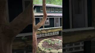 What was the Elkmont GHOST TOWN of the Great Smoky Mountains 👻⛰️ GATLINBURG TN gatlinburgtn [upl. by Ttik]