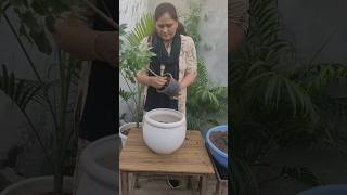 Repotting China doll plantradermachera sinicahouseplant beautiful plants [upl. by Illene]