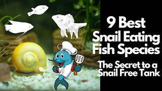 9 Best Snail Eating Fish 🐡 [upl. by Deborah908]