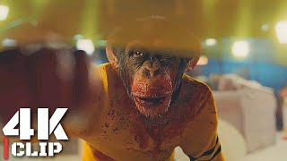 4K IMAX CLIP  Gordy The Murderer Monkey  NOPE 2022 [upl. by Aihseuqram]