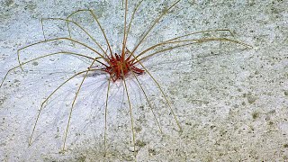 Deep Sea Spider Update from an Expert  Nautilus Live [upl. by Elamaj662]