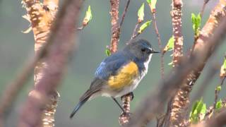 ルリビタキのさえずり Redflanked bluetail [upl. by Pish847]